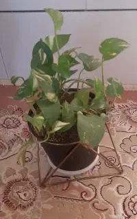 گل پتوس گل زامفلیا