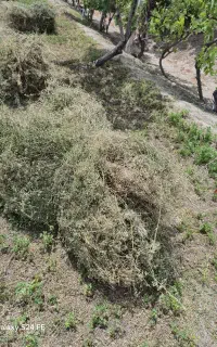 یونجه بسته دستی