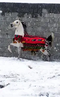 کشش سیلمی کرد نوه انسیاتور افسانه ای