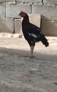 خروس