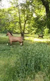 اسب