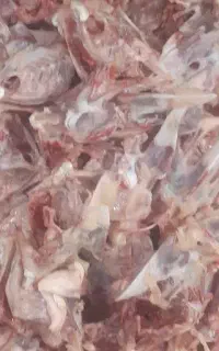 اسکلت مرغ