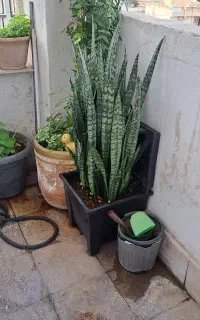 سانسوریا خیلی بزرگ امتر ب بالا