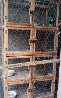 کبوتروگنجه