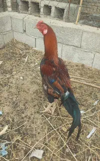 خروس