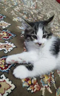 واگذاری رایگان گربه نر نژاد DLH