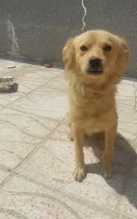 سگ گلدن رتریور