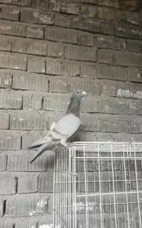 الماسی خط سرخ