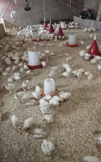 جوجه بوقلمون بیوتی درجه یک