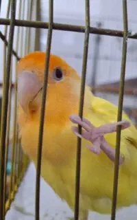 طوطی برزیلی گم شده