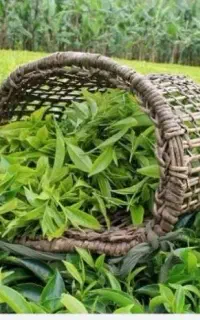 استخدام نیروی کار در کارخانه چای