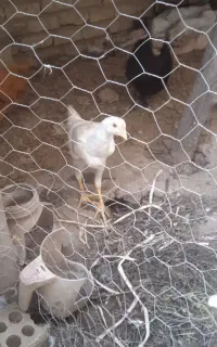 دوتا جوجه خروس سفید دورگ اصل
