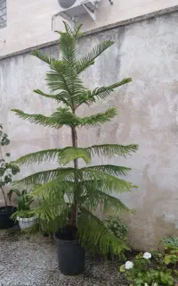 کاج مطبق