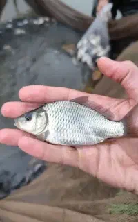 ماهی پر طلایی قابل پرورش استخر کشاورزی