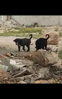 یک جفت سراب