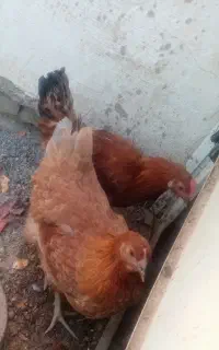 مرغ وخروس