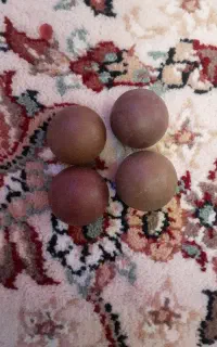 تیله سنگی