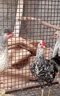 مرغ و خروس ویاندوت  و  مرغ و خروس گیلین