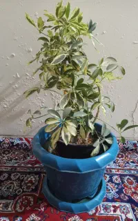 گل های خانگی