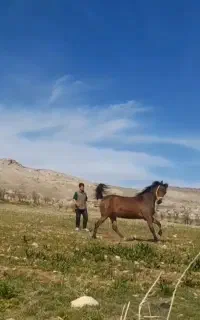 اسب درهشور  خالص