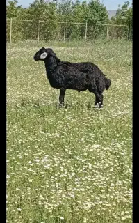 بره و بزغاله کاور و گیسک  برای چروندن تا ۲۰ شهریور