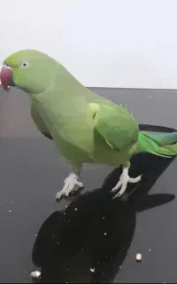 ملنگو  ۱ سال نیمه  آماده جفت دستی کینگ سایز قلدور