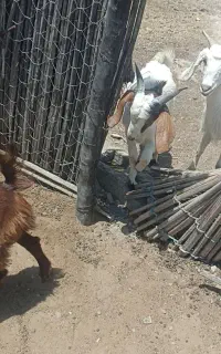 فروش چپشت