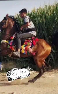 اسب کرد