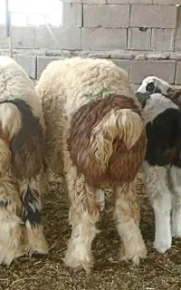 بره