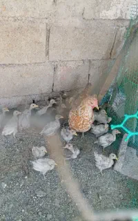 جوجه سالم