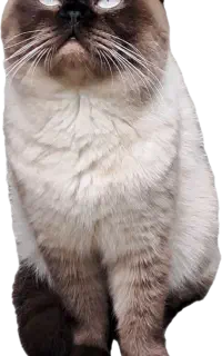 گربه اسکاتیش