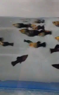 گوشتخوار و گیاهخوار و زنده زا