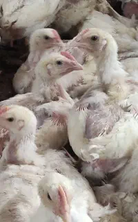 استخدام کارگر مرغداری گوشتی