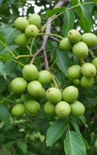 فروش گردو خوشه‌ای در کامیاران،باردهی فوق سنگین