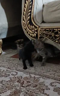 بچه گربه