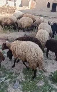 گوسفند