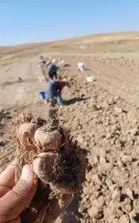 بذر زعفران فاروج درجه ۱ کم خاک