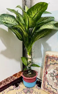 گل گوشفیل