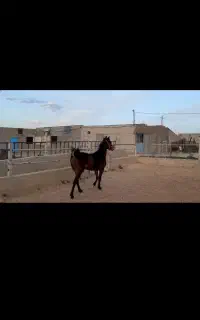 مادیان ۴ ساله
