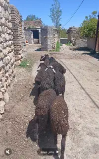 ۱۰راس بره پای پروار