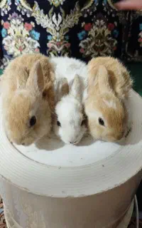 خرگوش بچه