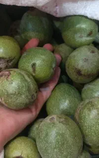 گردو