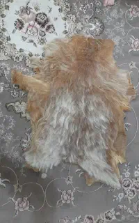 پوست بز