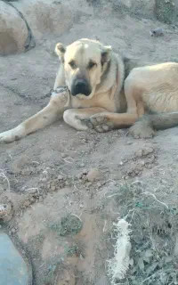 سگ گله ونگهبانی