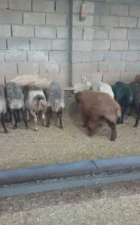 فروش گوسفند