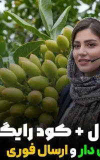 فروش نهال بادام زرشک زیتون صنوبر سیب گردو کامکوات