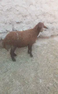 بره نر چاق به قیمت مناسب برای قربانی