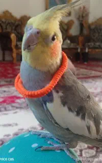 عروس هلندی گم شده