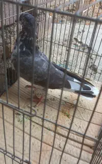 کبوتر غریبگیر
