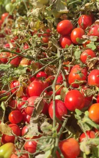 فروش گندم و جو